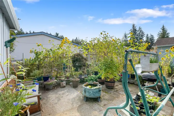 Back Yard