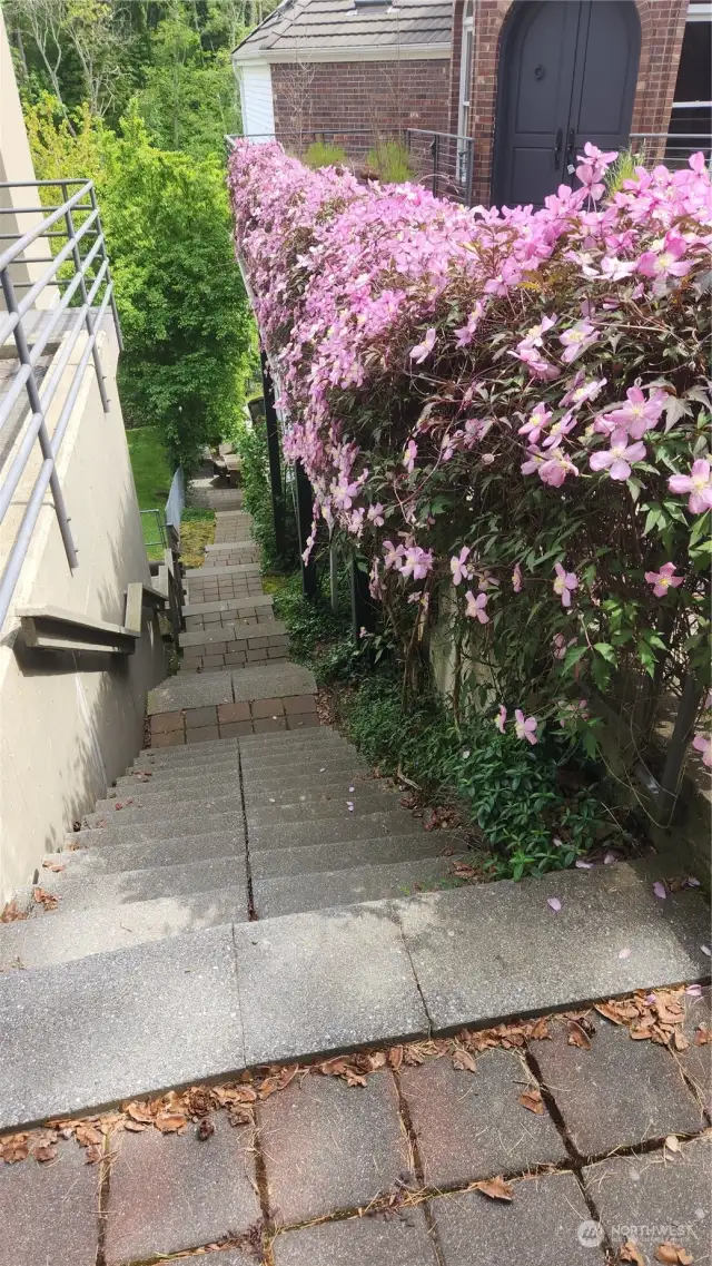 Stairway to backyard