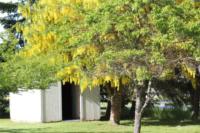 Beautiful fruit trees and and Golden Chain Tree