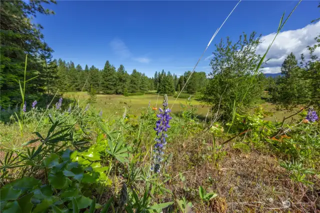 Meadow flowers to pick in abundance!