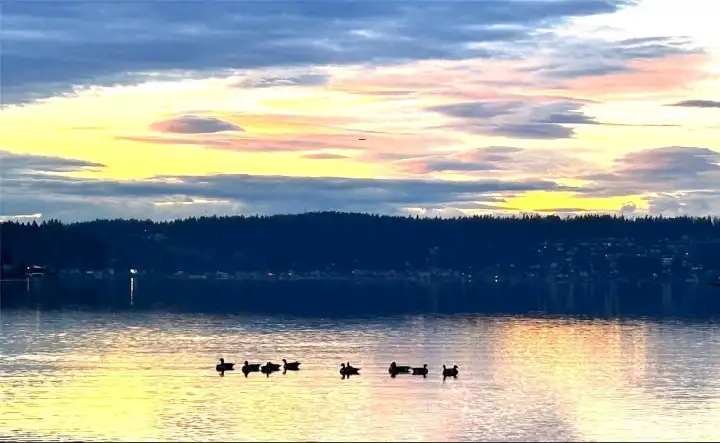 Lake Sammamish Beach Park
