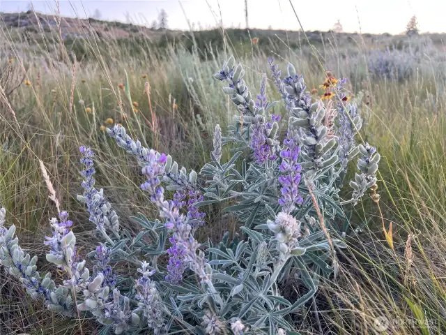 Lupine & Balsam Root