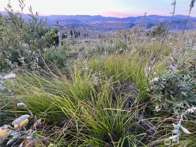 Lots of green vegetation in the area suggests good water on the property!