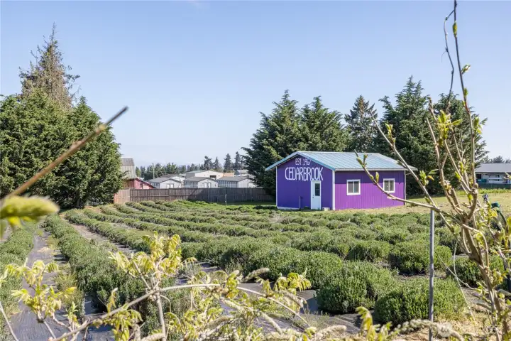 lavender fields with shop lavender fields with shop
