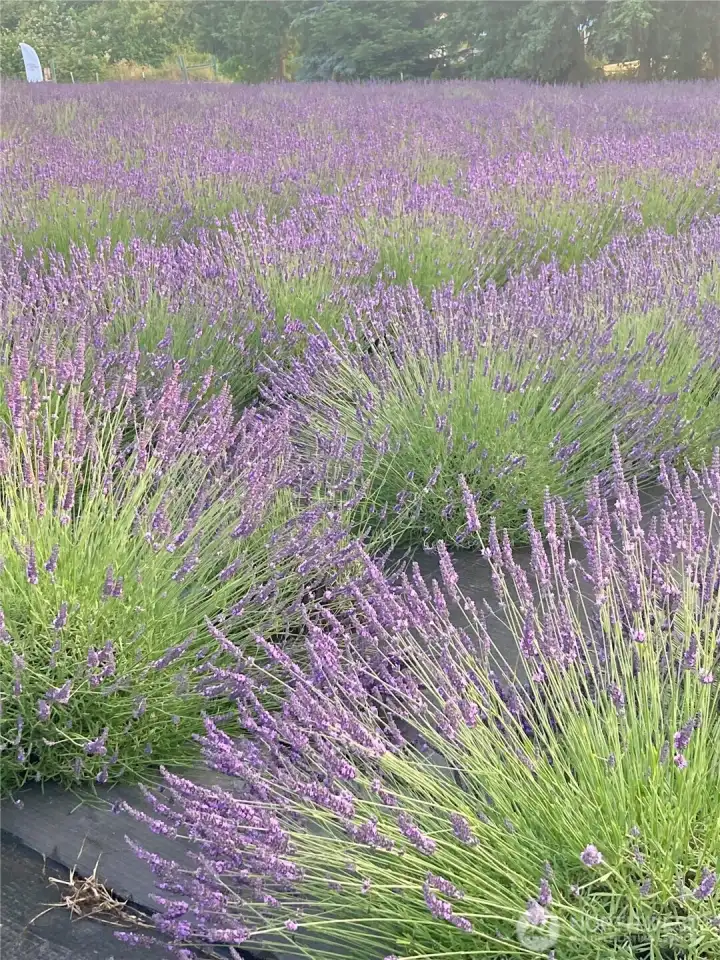 Lavender in Bloom Lavender in Bloom