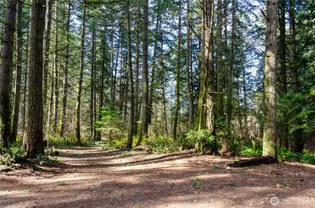 Quiet walks through the acreage with towering trees