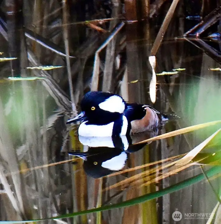 Seller photo, duck on the pond Seller photo, duck on the pond