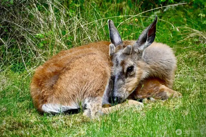 seller photo. many more wildlife photos! seller photo. many more wildlife photos!