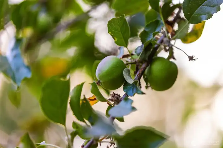 This property enjoys many fruit trees, iincluding Cherry and Apple trees and vineyard grapes!