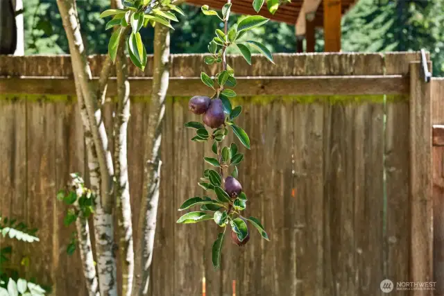 Fully mature fruit trees provide an abundance of luscious harvests to enjoy.