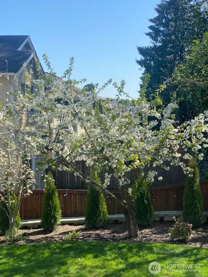 Mature Producing Cherry Trees in Season