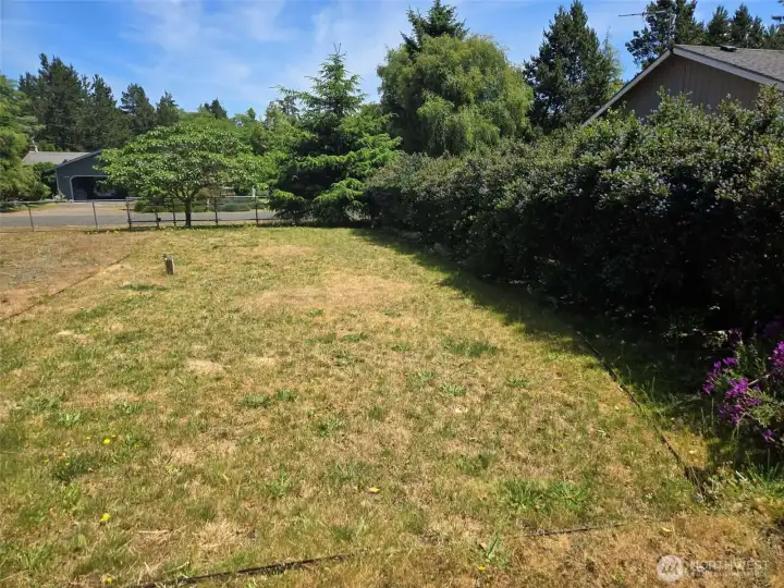 Privacy Hedge to road Privacy Hedge to road