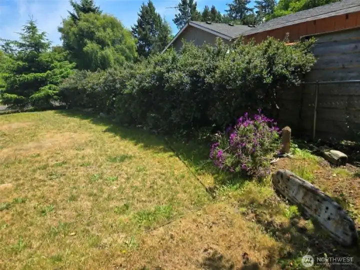 Privacy Hedge & Landscape Privacy Hedge & Landscape