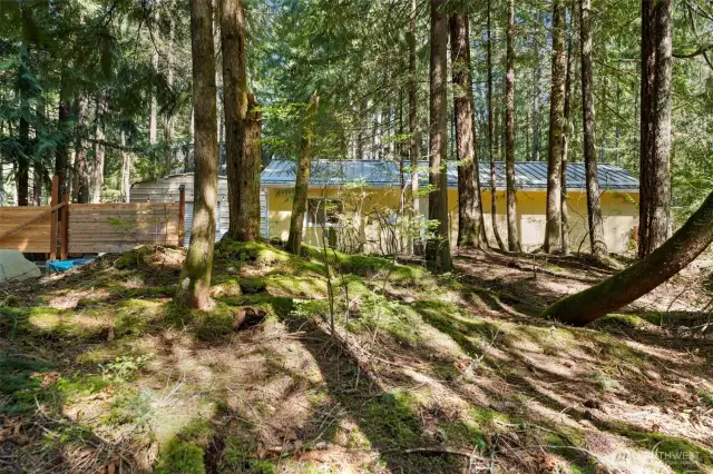 Looking for forest fairies could be your new past-time!