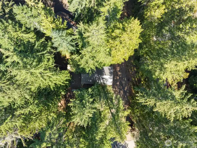 A cottage among the trees.