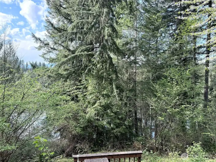 The view from the deck will be vastly improved when you trim back the trees a little.