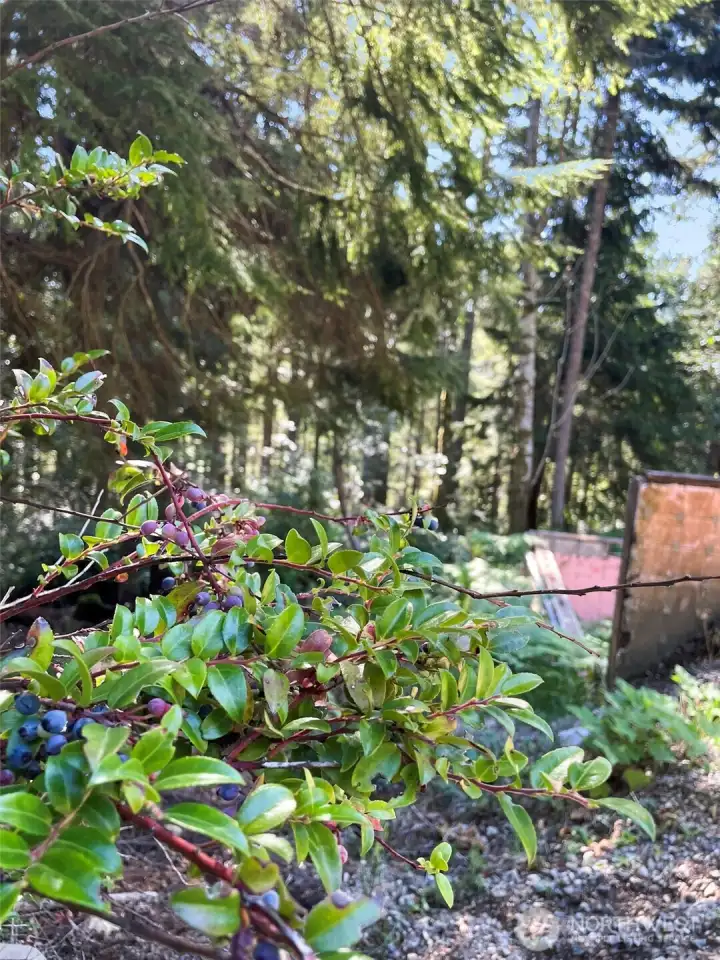 Huckle berries and other native plants are on property