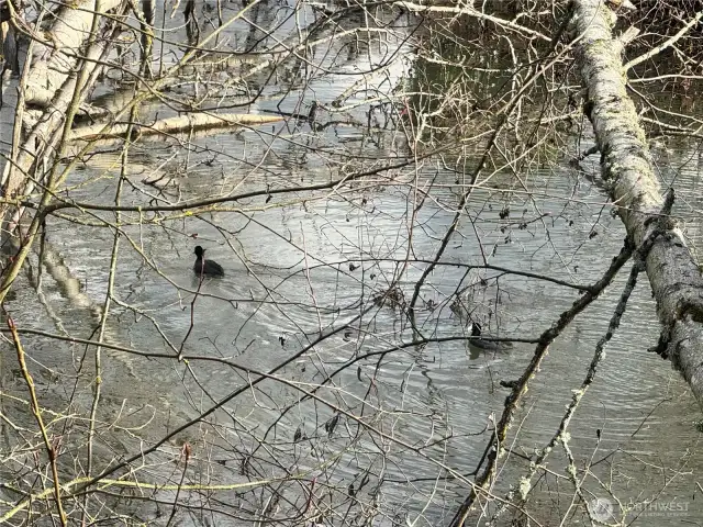 Here's a visitor just off the shore from the side deck.