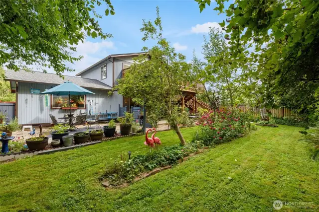Back yard