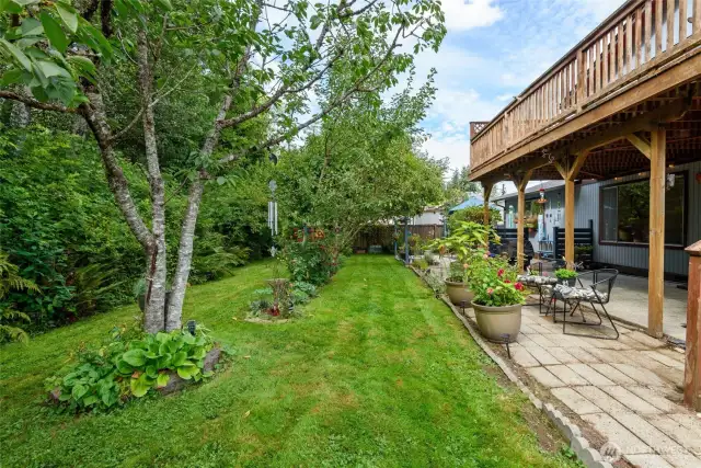Back yard