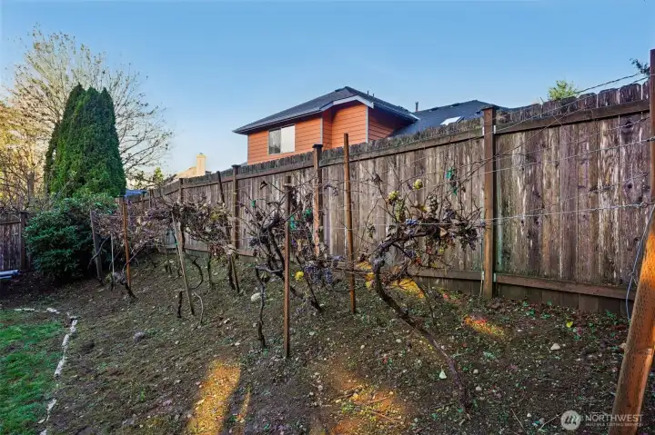 Grapes here and a fig tree on the side of the home.. this is a gardener's paradise in Spring!