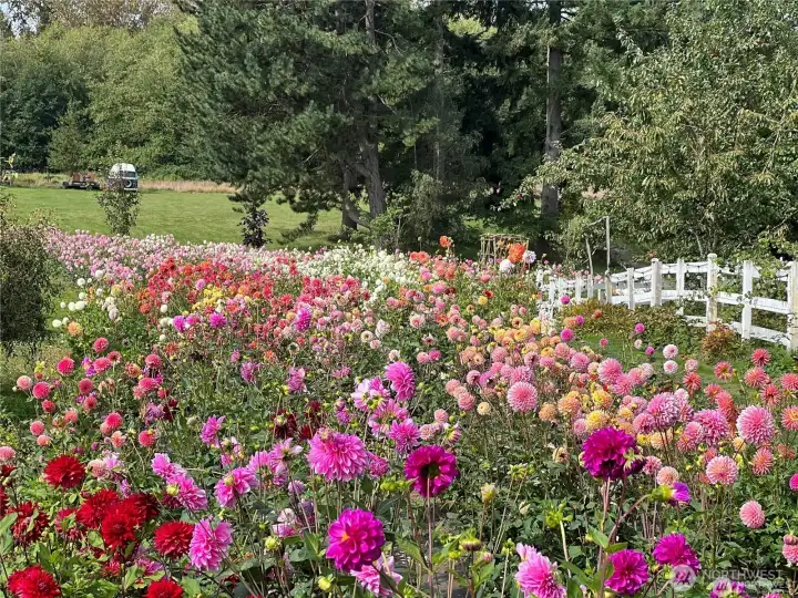 Dahlias in bloom!