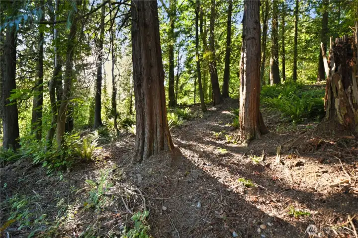 Just a glimpse of your own private forest and riding trails.