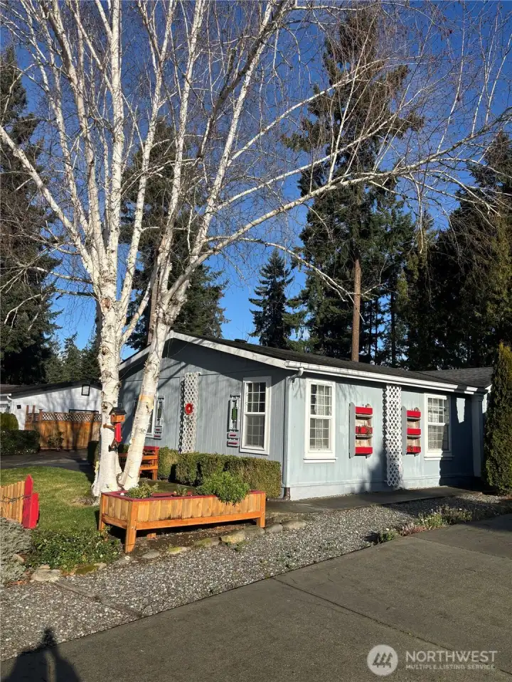 Beautiful tree in front yard