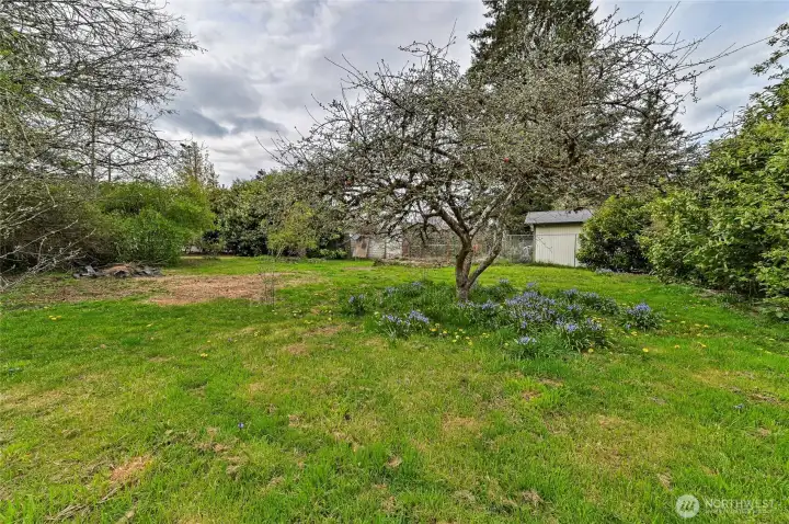 Producing apple tree!