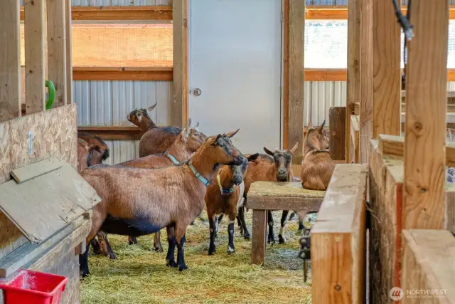 Goat-sheep area