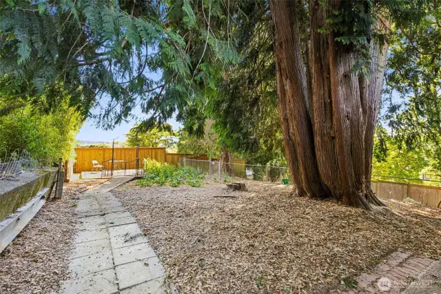 Backyard with Cedar Trees