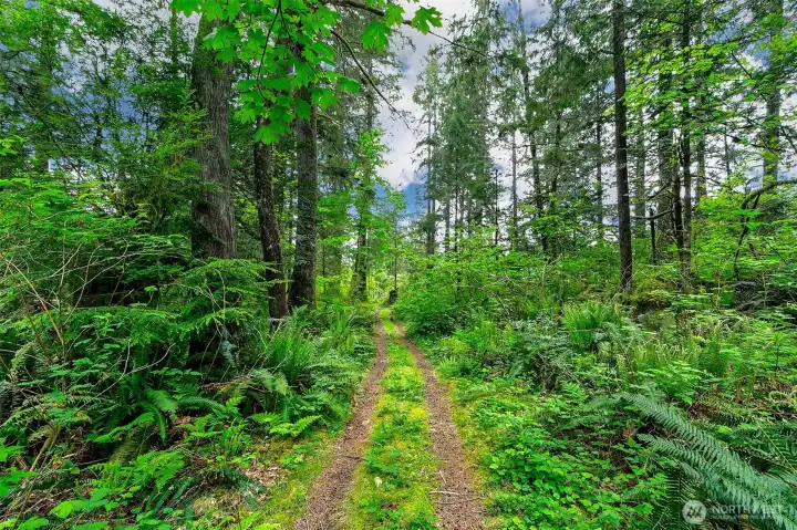 A forest trail surrounds the property; Hikes, Bikes, and Motors love it. A forest trail surrounds the property; Hikes, Bikes, and Motors love it.