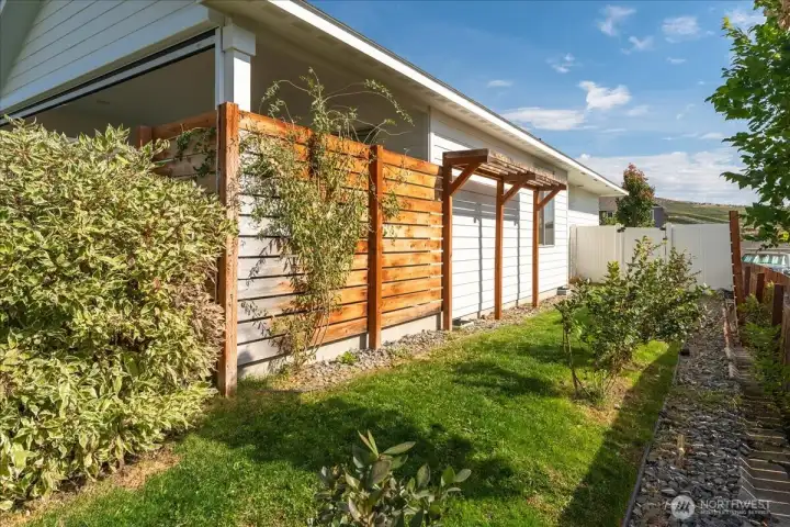 Side yard with blueberry bushes
