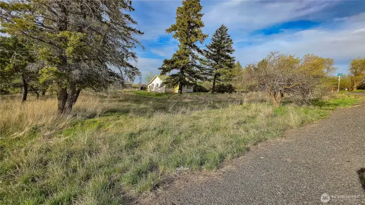 Looking NE from the SW area of the property: An abundance of mature trees provides an excellent natural windbreak, adding comfort and protection to this expansive, usable lot.