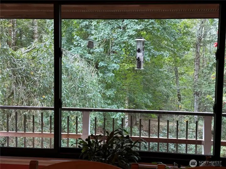 view from dining room