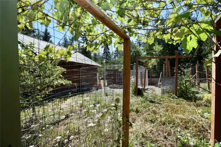 chicken yard