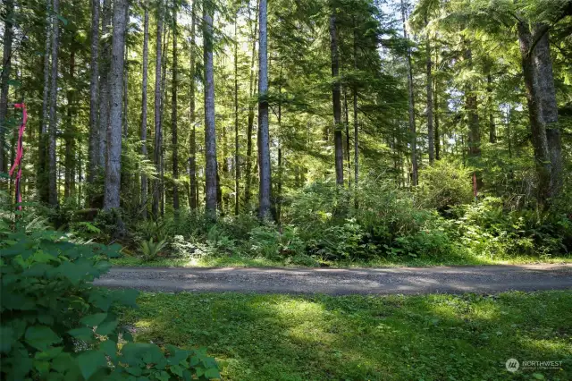 On Map - Point F and G.  This is property line area along the Shared Driveway. To get here t Points are estmated on Pictures. Stakes are present to show points and lines.urn down the drive for "471 E Humptulips Rd".  This will mark the begining of the North to South Boundary of Subject Property. Points are estmated on Pictures. Stakes are present to show points and lines.