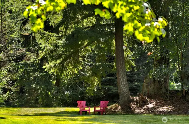 Enjoy plenty of open space on the wide lawn, ideal for lawn games, picnics, or playtime—all shaded by a majestic canopy of evergreen trees that offers natural beauty and cool comfort on sunny days.