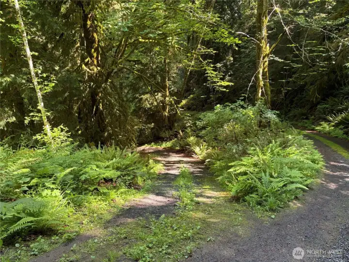 Driveway easement into property.