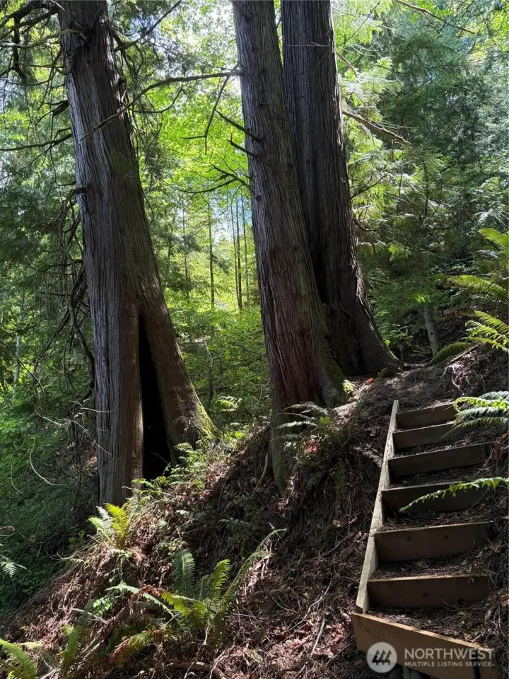 Majestic Cedars throughout the property.