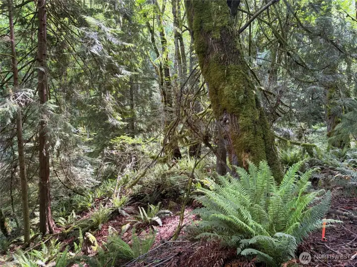 The eastern portion of the property with small seasonal stream.