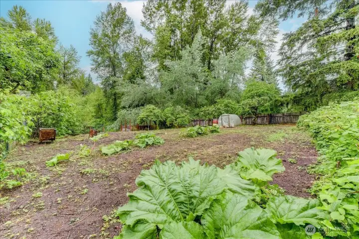 rhubarb, raspberries, and so much more in this organic garden rhubarb, raspberries, and so much more in this organic garden
