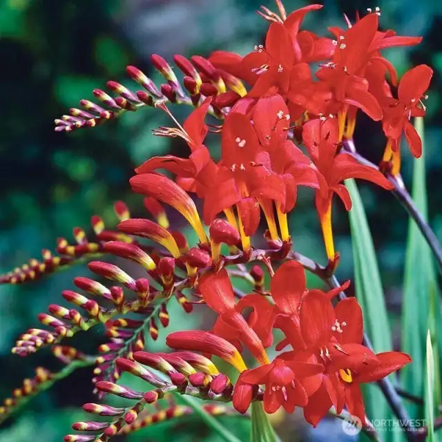 Crocosmia  Giant Lucifer