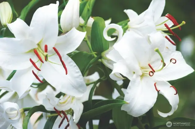 White Orient Lillies
