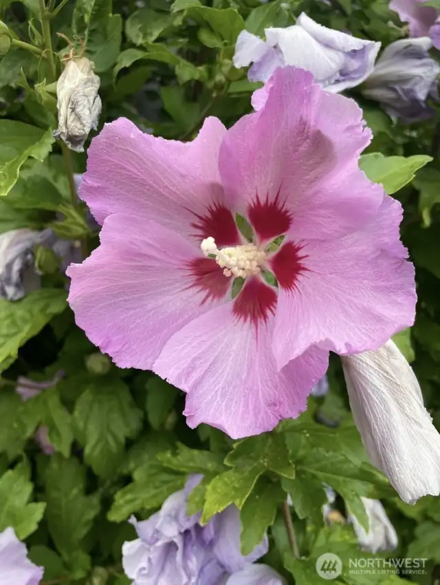 Seminole Pink Hibiscus Tree on Left Side of Front Fascade