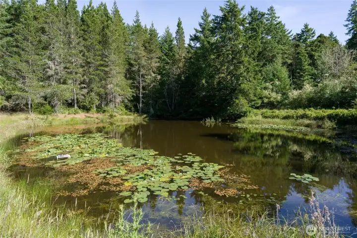 Lilies blooming on the pond. Lilies blooming on the pond.