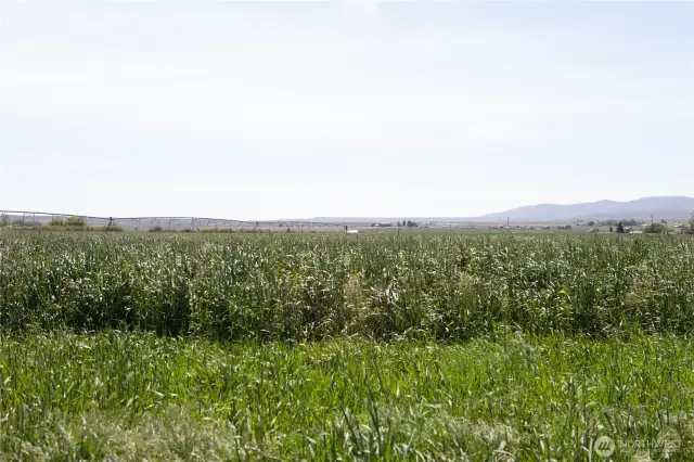 Field with Pivot Sprinkler