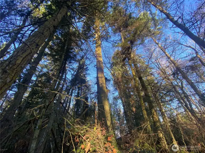 Nicely wooded with beautiful evergreens