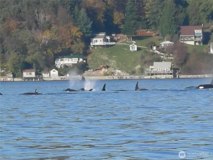 Marine life and Orca whale sightings right out front