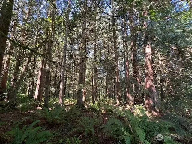 Peaceful serenity in the forest.